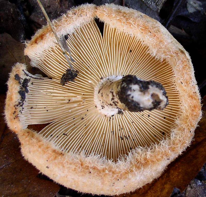 Lactarius mairei